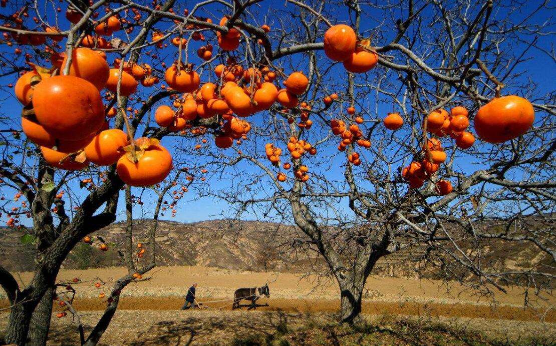 柿子红了，日子也红了