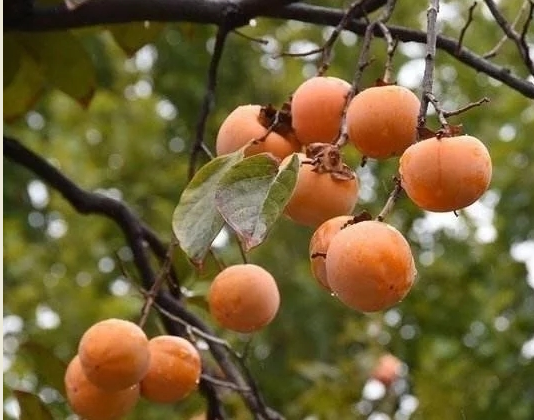 老家的柿子树 老家的柿子树