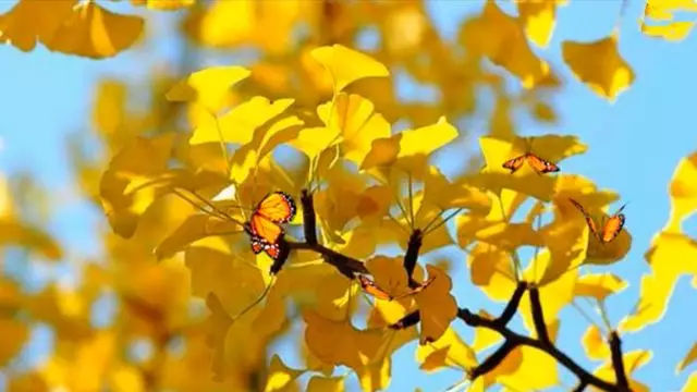 十月的色彩 十月的色彩