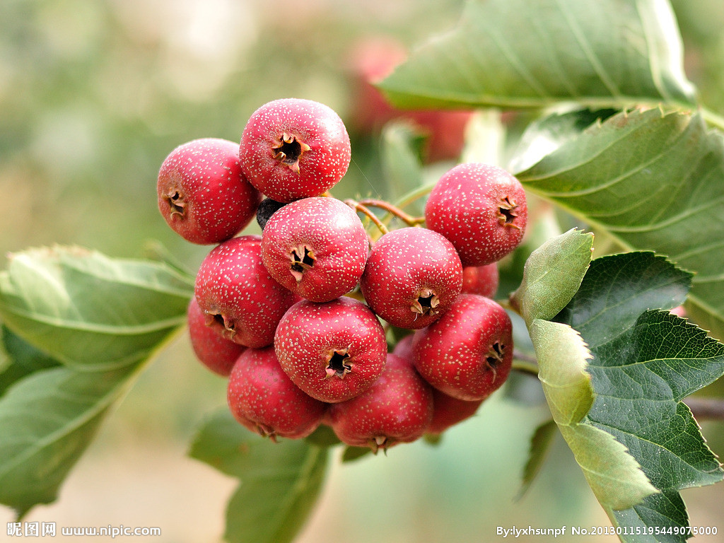山楂红 山楂红