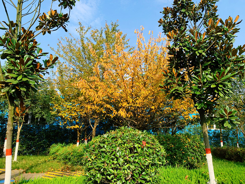 行走在钢城的秋天里