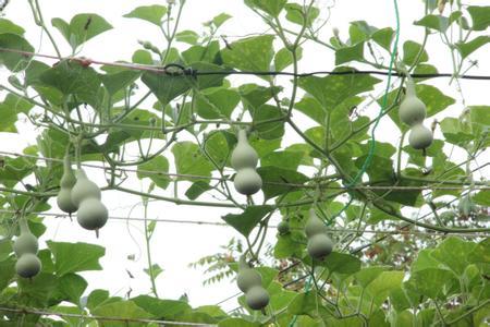 种植幸福，收获希望