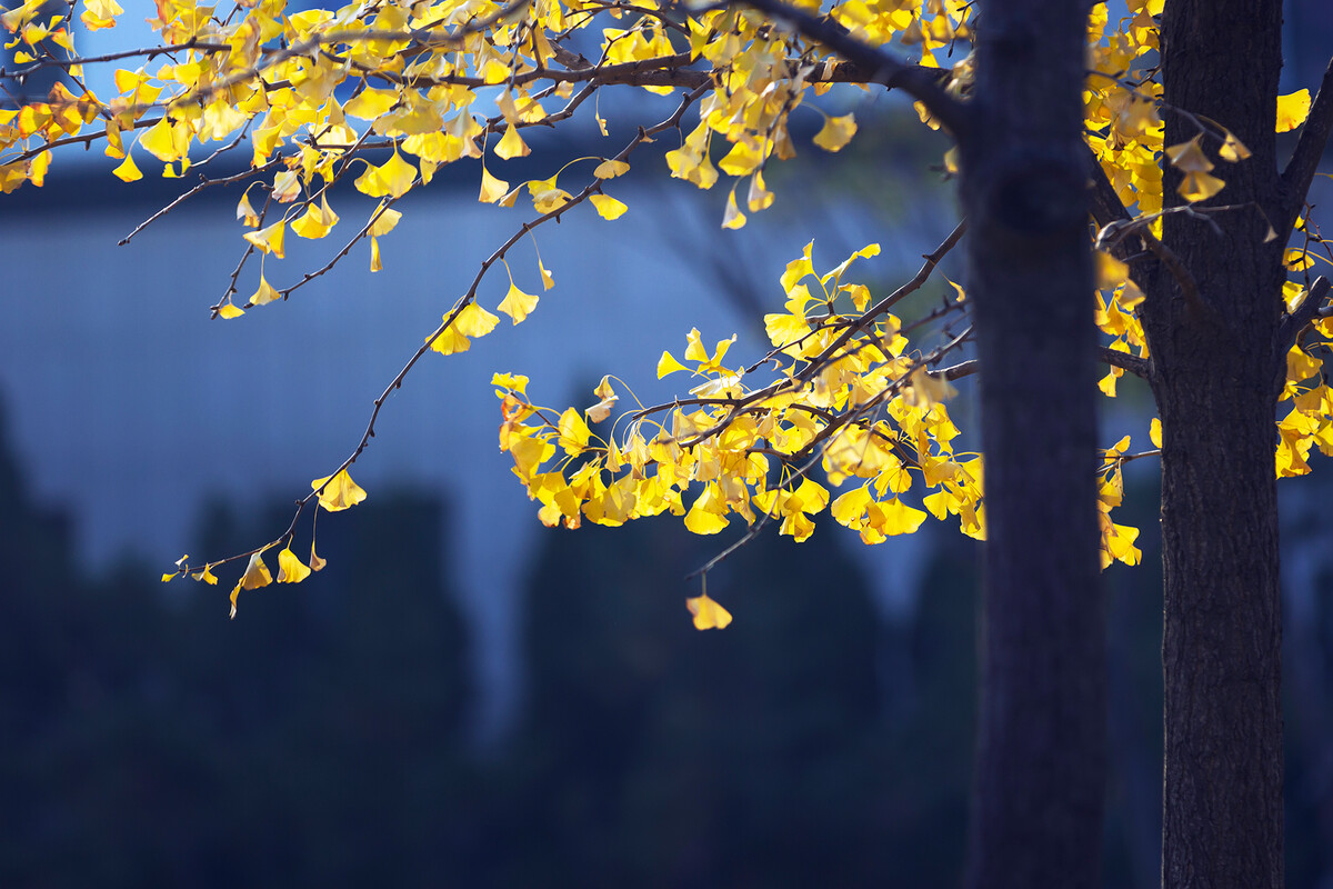 忽而晚秋 忽而晚秋