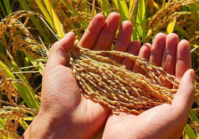 坚守“粮”心  你我同行