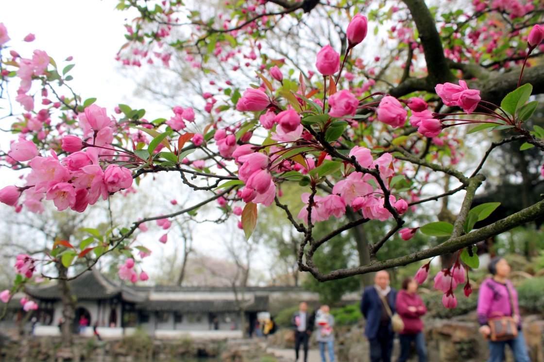 深秋念海棠 深秋念海棠