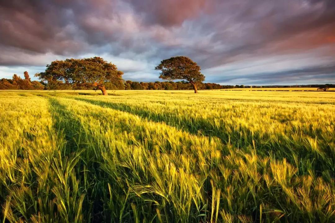 父亲的土地情结