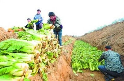 窖藏白菜香 窖藏白菜香