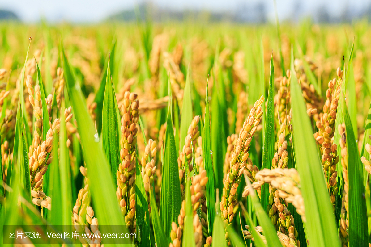 忆苦思甜 节约爱粮 忆苦思甜 节约爱粮