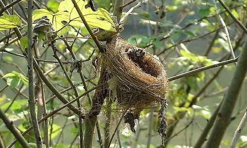 花枝上的鸟窝