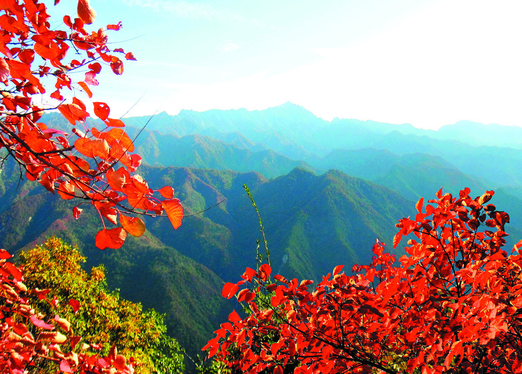 醉美山红叶 醉美山红叶