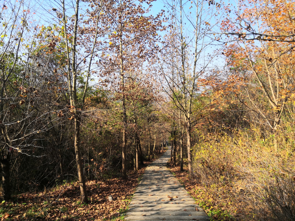 最美的季节最美的定军山