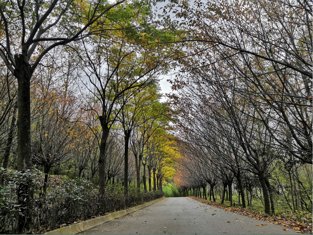 最美的季节最美的定军山