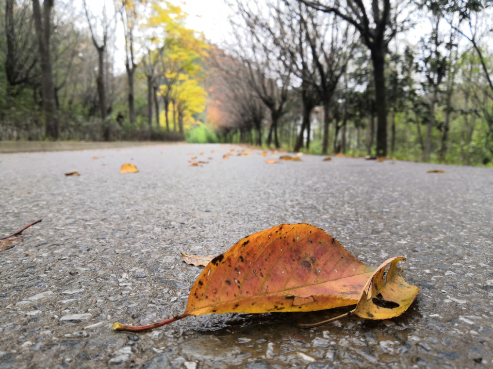 最美的季节最美的定军山