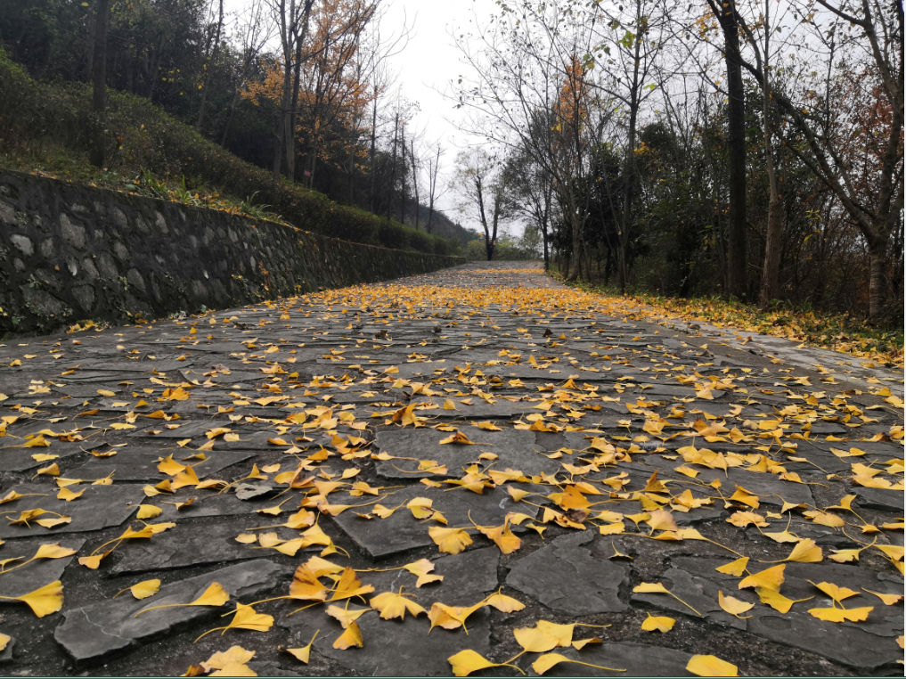 最美的季节最美的定军山