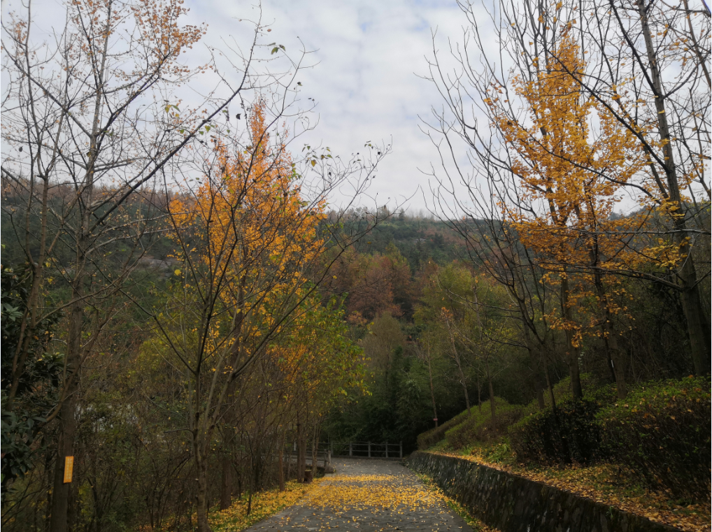 最美的季节最美的定军山