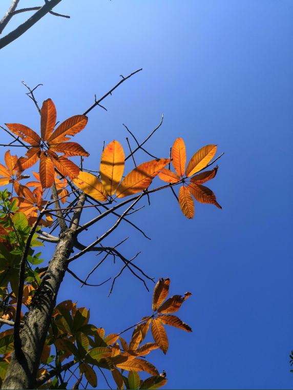 最美的季节最美的定军山