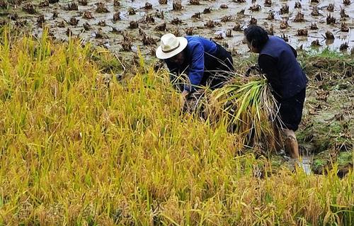 一穗一粒总关情 一穗一粒总关情