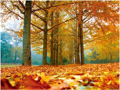 四季风光无限好 四季风光无限好