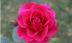 美丽汉钢   此地便是归处