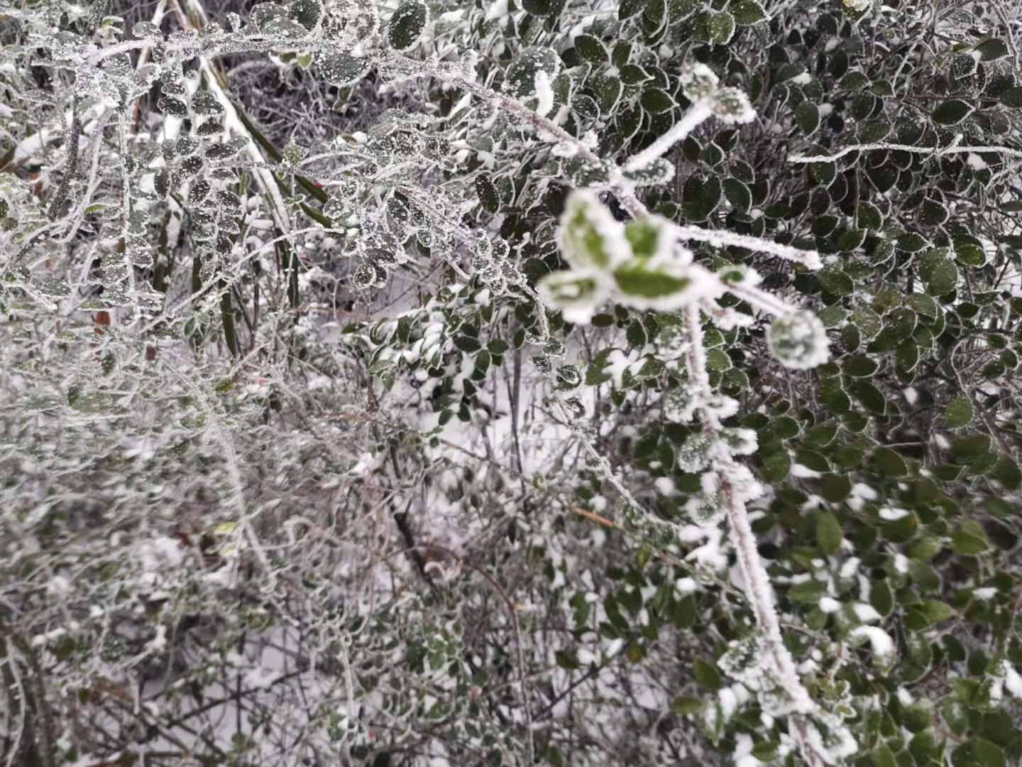 思慕冬雪 思慕冬雪