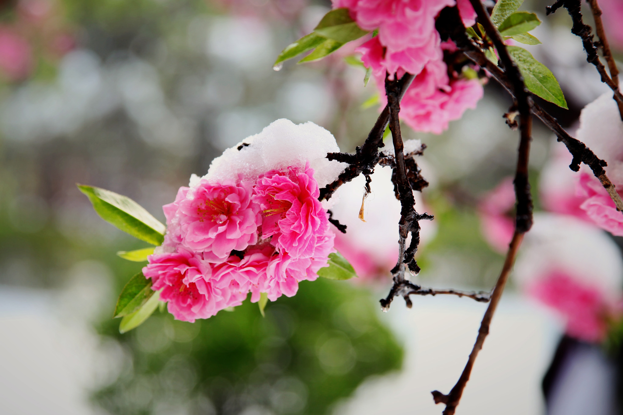 回忆今年的第一场雪