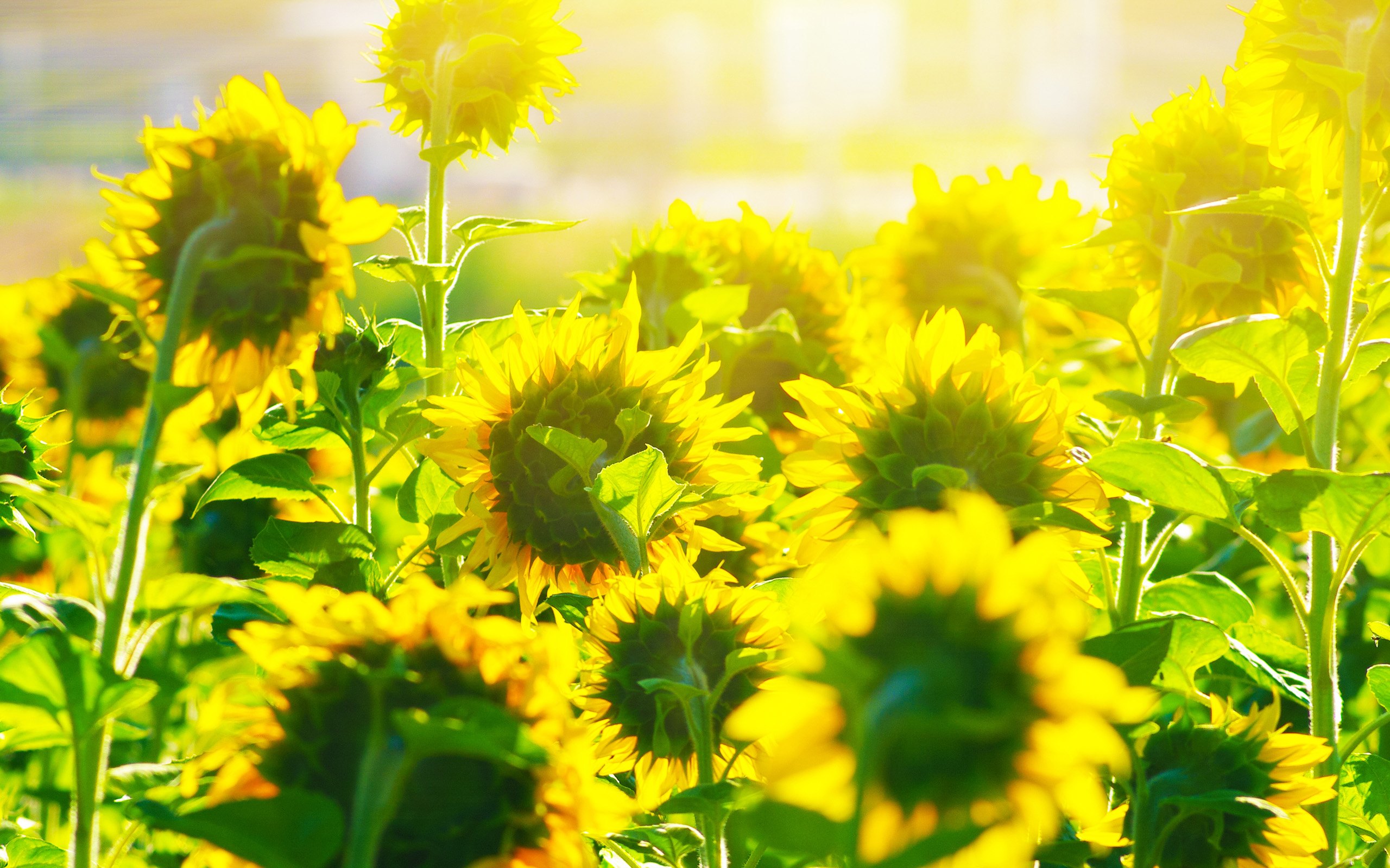 万物之中，生长最美