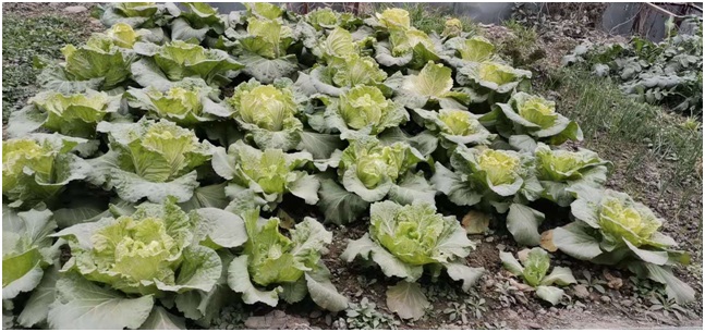 开荒种菜 开荒种菜