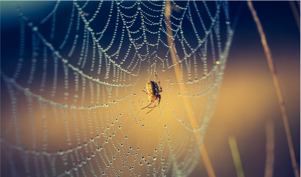蛛网