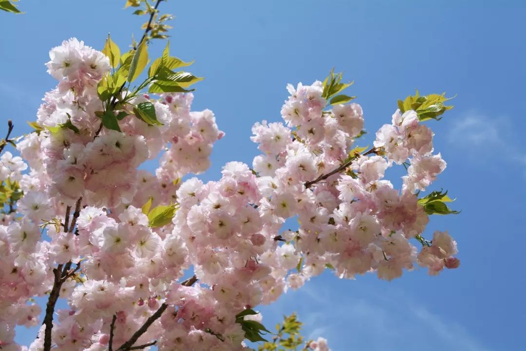 岁月繁华，早樱争春