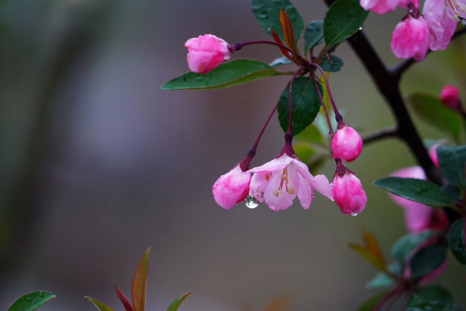 春雨 春雨