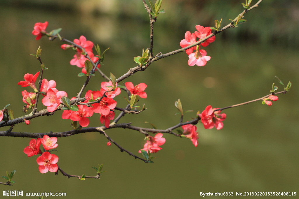 【钢城文苑】盛夏品花香