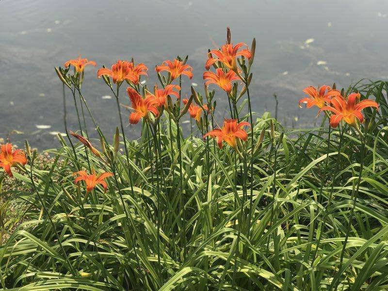 【钢城文苑】记忆中的黄花菜