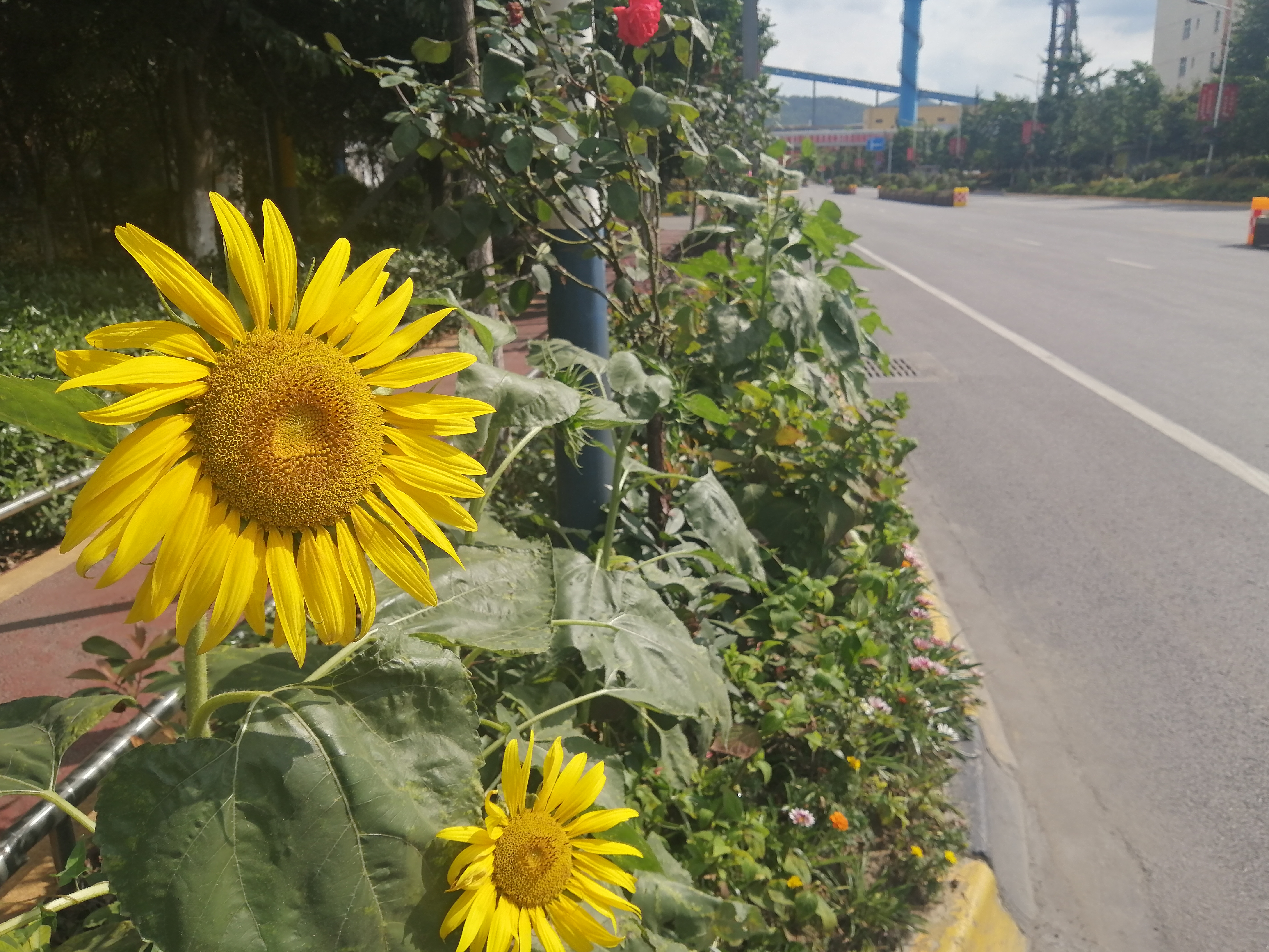 【钢城文苑】厂区里的向日葵  花开正当时