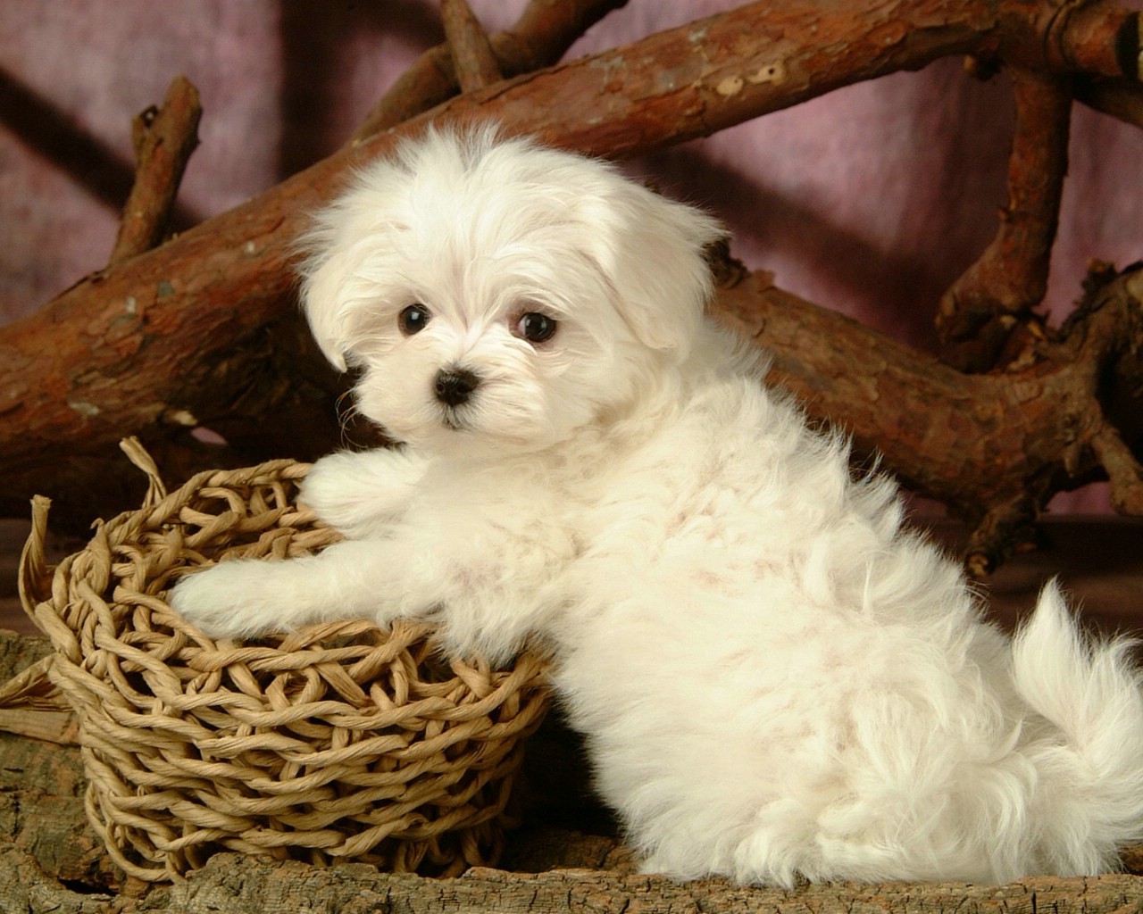 【钢城文苑】梅花 【钢城文苑】梅花