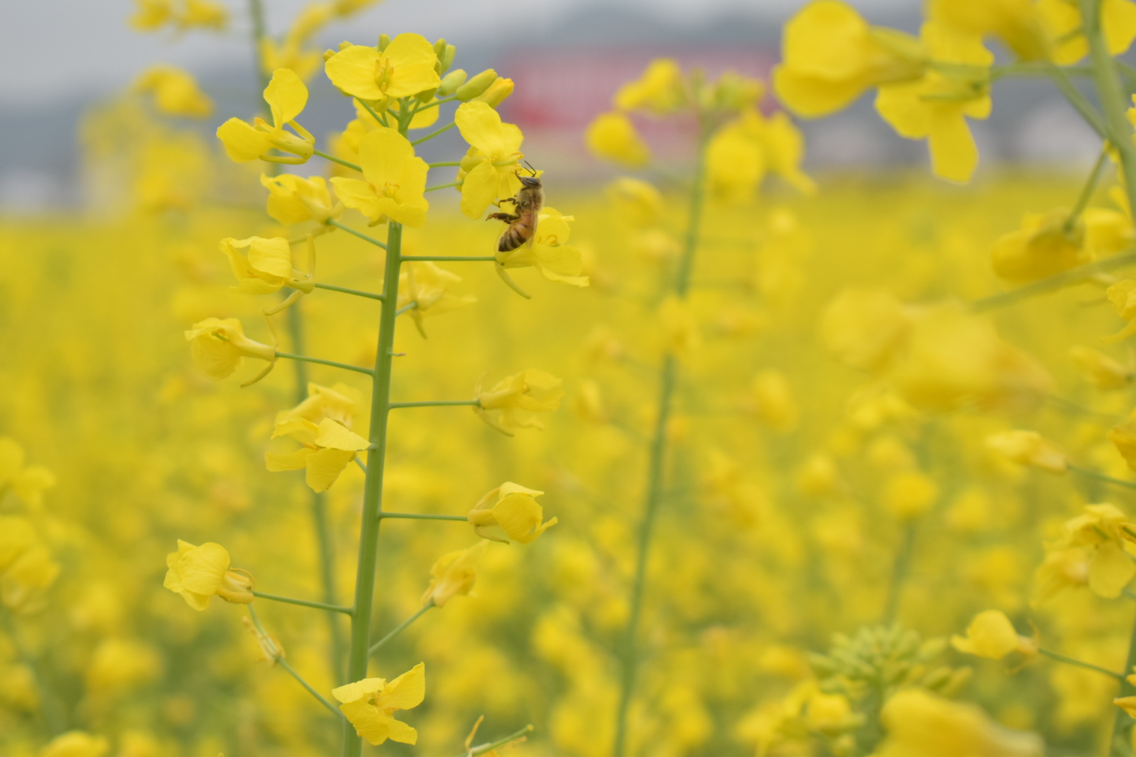【钢城文苑】大美勉县 【钢城文苑】大美勉县