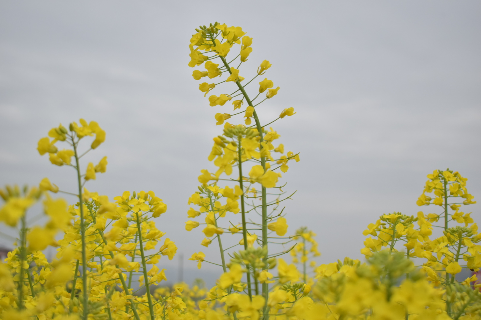 【钢城文苑】大美勉县 【钢城文苑】大美勉县