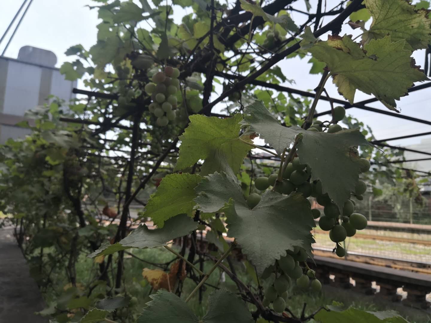 【钢城文苑】车间的葡萄树