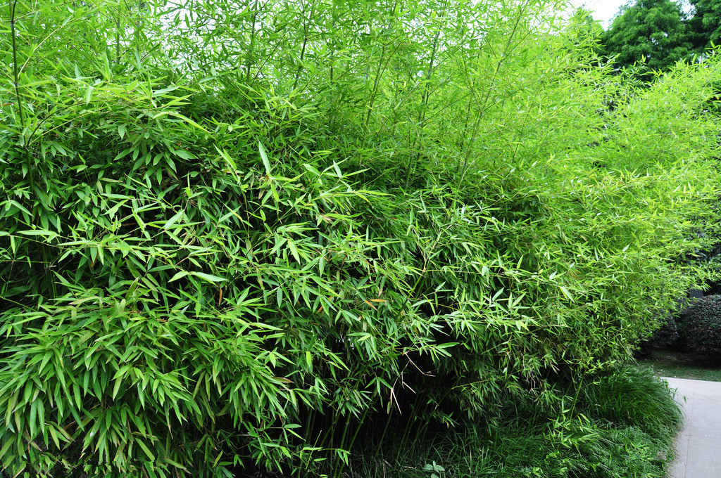 【钢城文苑】门前那片竹 【钢城文苑】门前那片竹