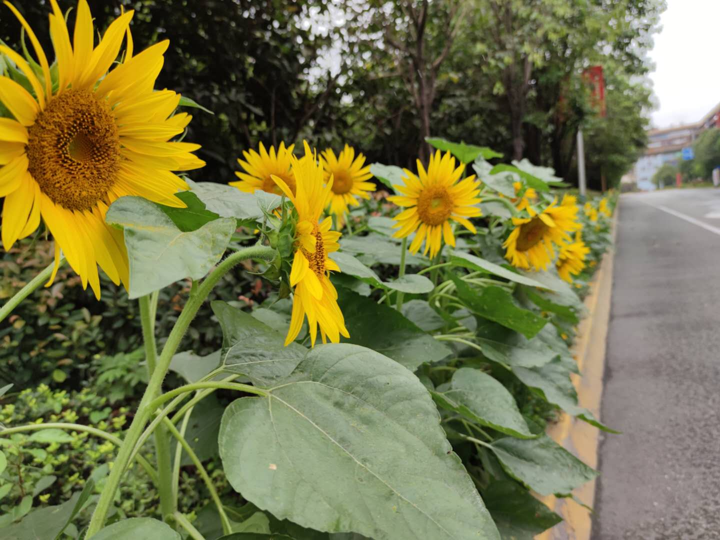 【钢城文苑】向日葵礼赞 【钢城文苑】向日葵礼赞