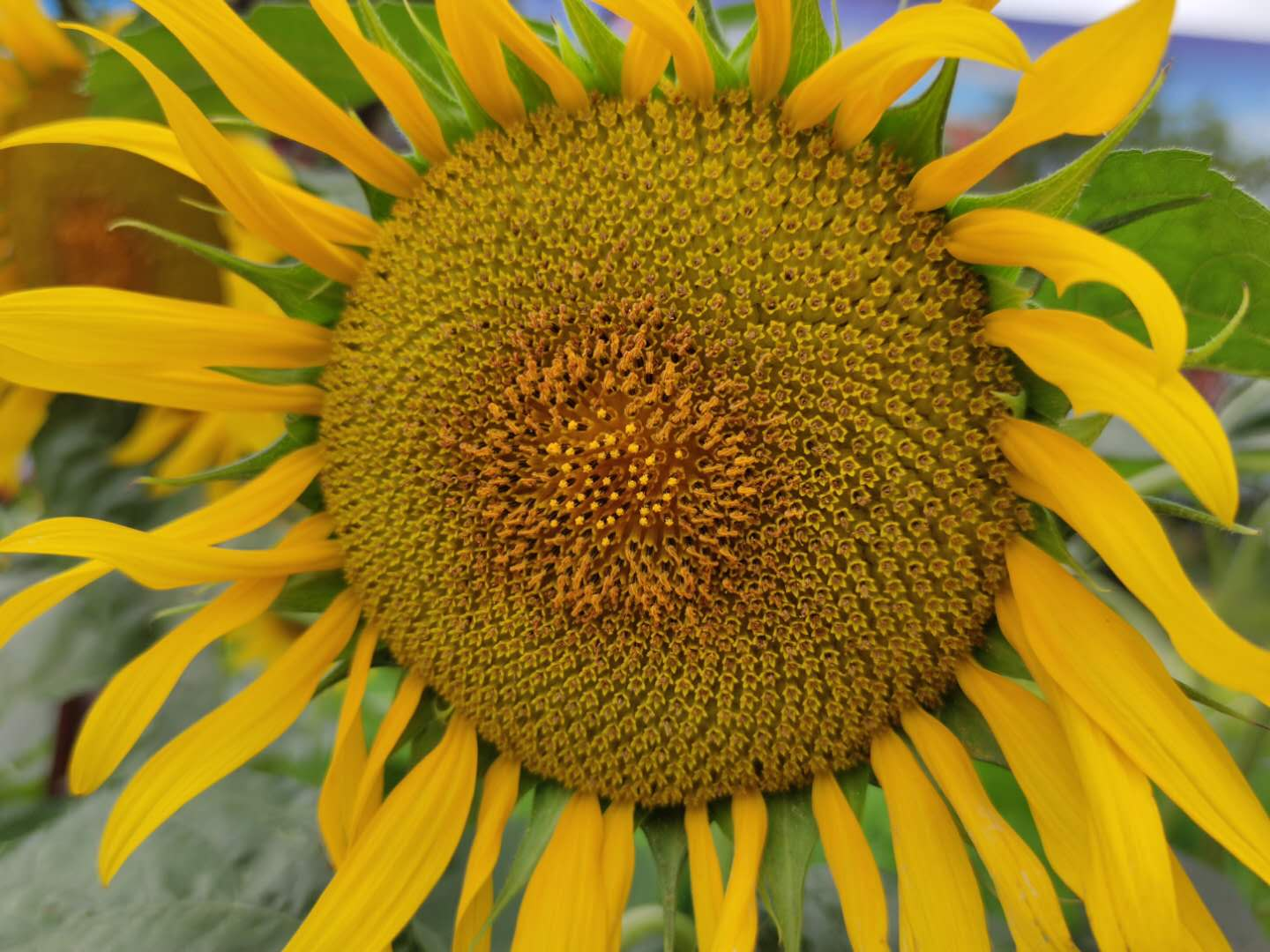 【钢城文苑】向日葵礼赞 【钢城文苑】向日葵礼赞