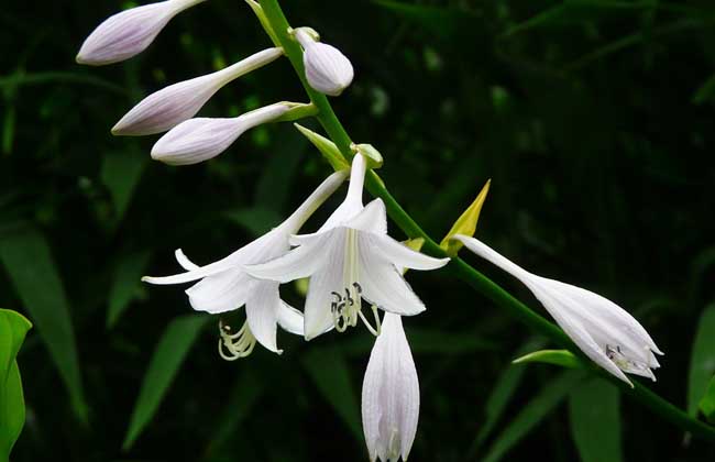 【钢城文苑】花期