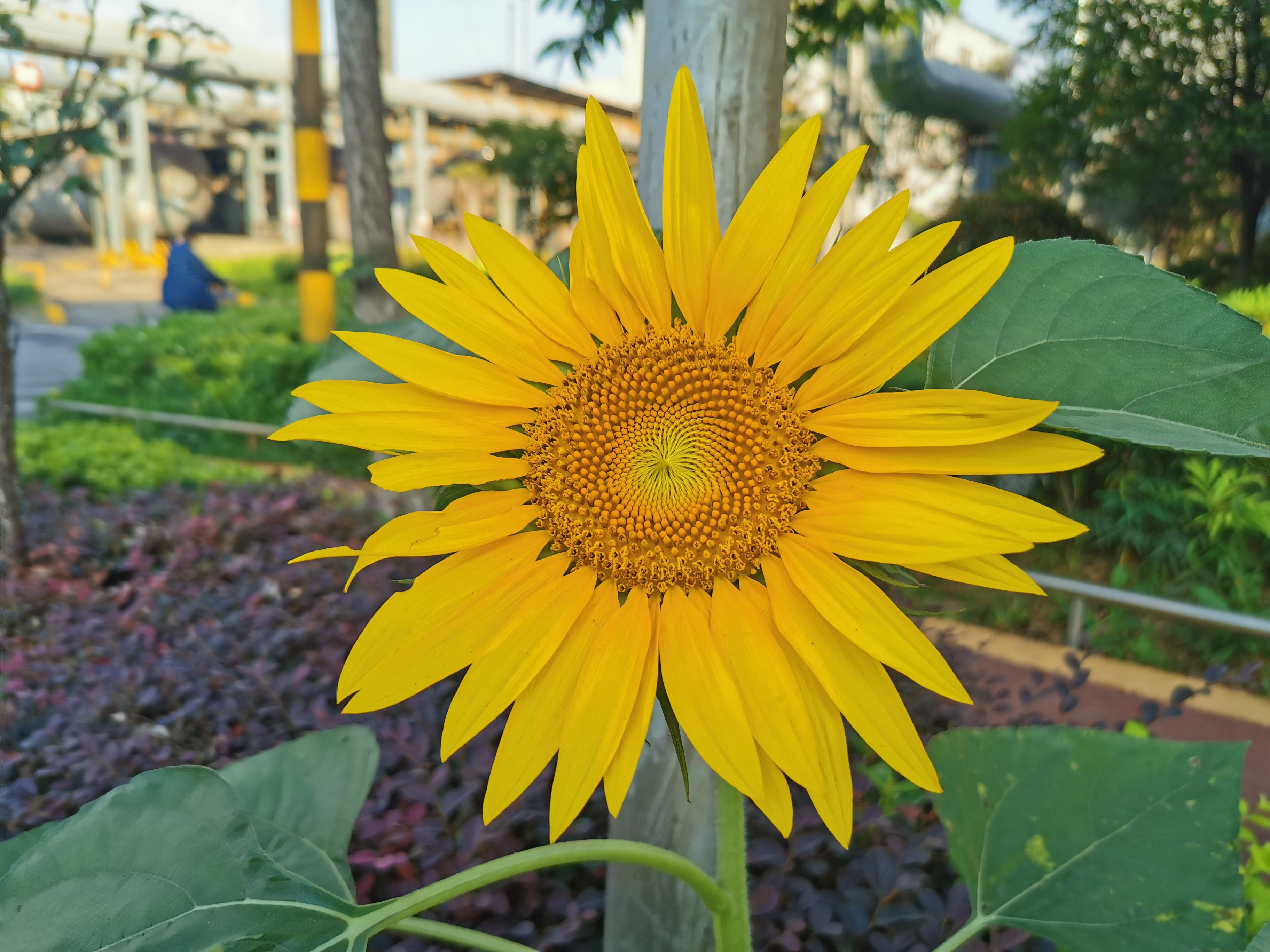 【钢城文苑】深爱那一片向日葵