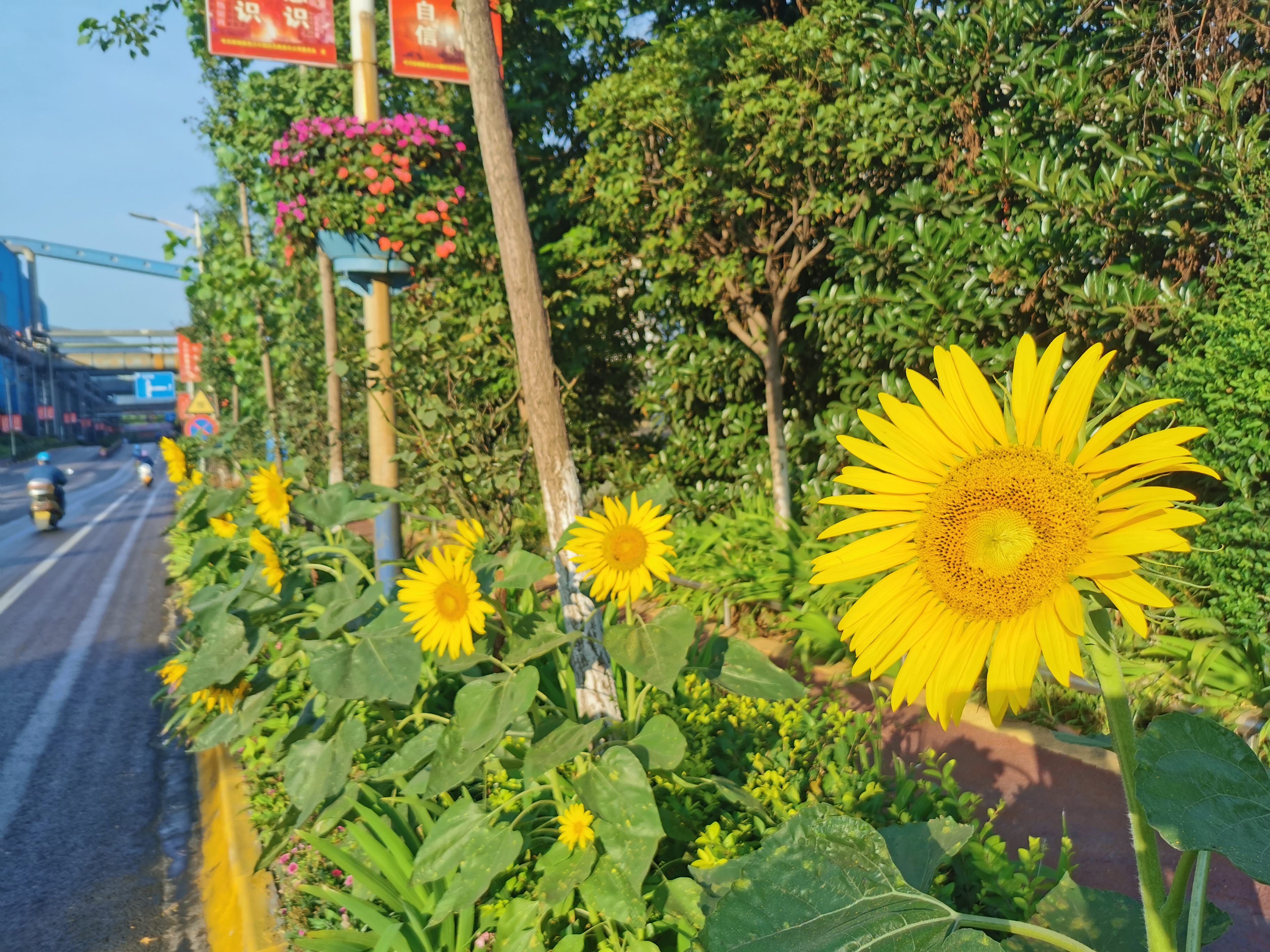 【钢城文苑】深爱那一片向日葵