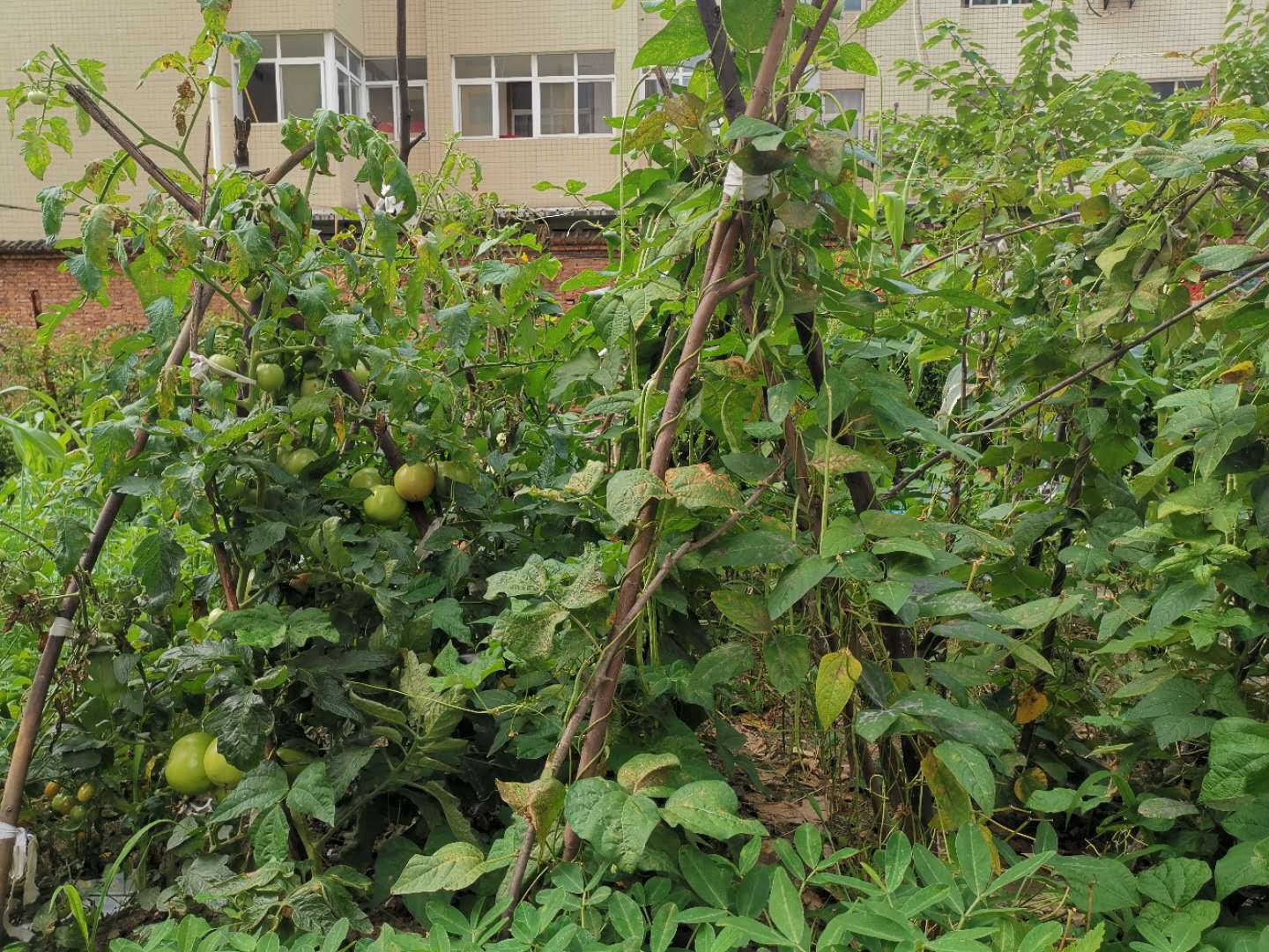 【钢城文苑】你若安好，便是晴天