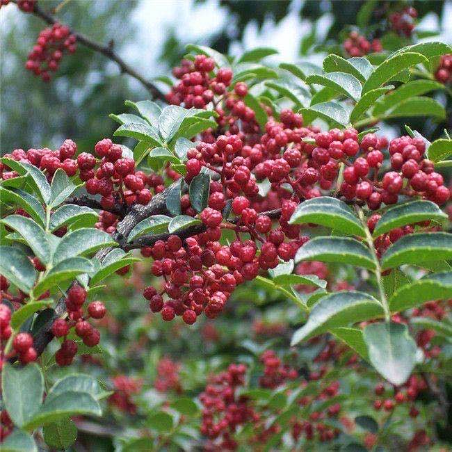 【钢城文苑】花椒红了 【钢城文苑】花椒红了