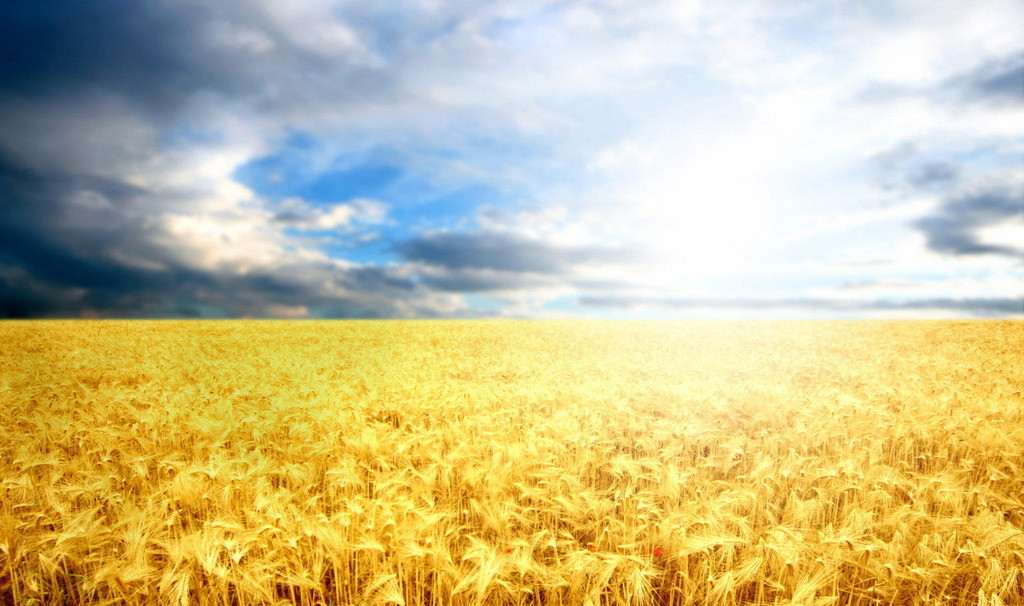 【钢城文苑】麦收记忆